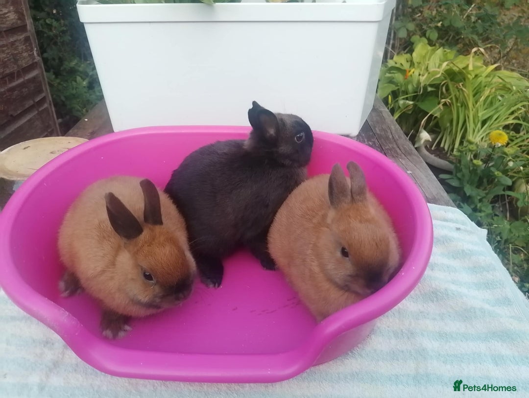 Netherland Dwarf rabbits for sale: Netherland Dwarfs: Male & Female, rare colours - Image 2