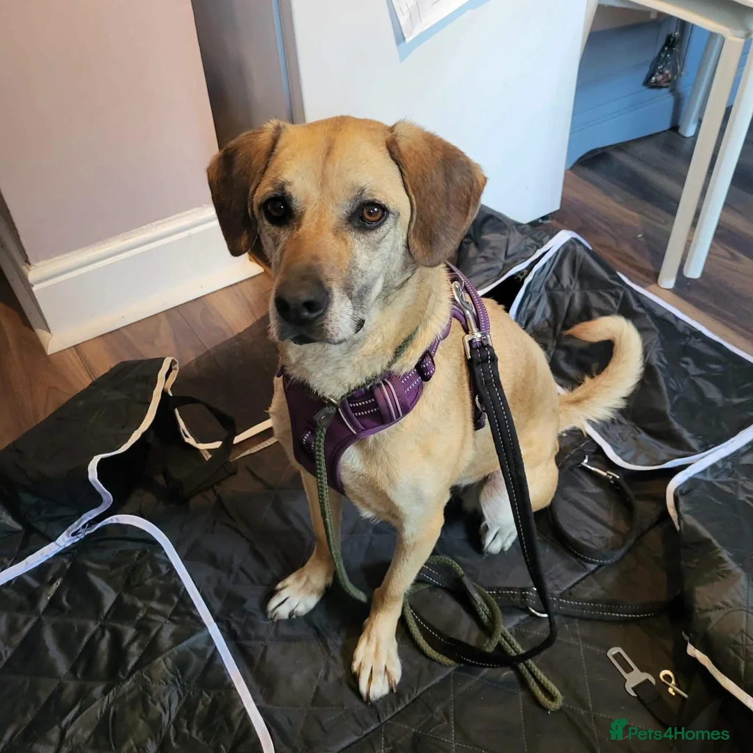 Mixed Breed dogs for adoption: Shy Nikita - Advert 1