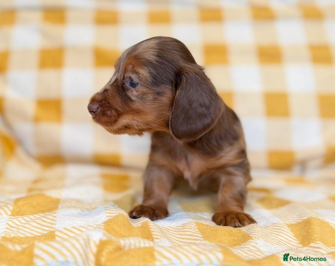 Miniature Dachshund dogs for sale: Long haired dachshund puppie - Advert 7