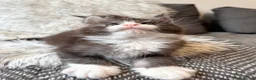 Maine Coon cats for sale: Champions - Bloodline Purebred Maine Coon Kittens - Advert 4