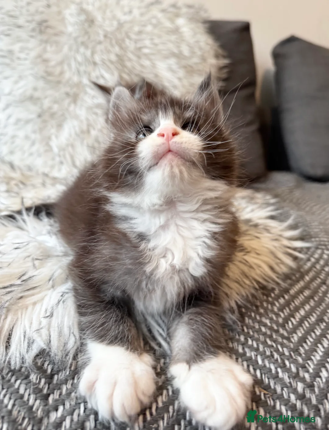Maine Coon cats for sale: Champions - Bloodline Purebred Maine Coon Kittens - Advert 4