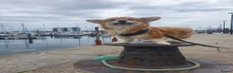 Welsh Corgi Pembroke dogs for sale: Stunning Fluffy Long-Haired (Fluffy) Corgi Puppies - Advert 14