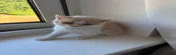 British Shorthair cats for sale:  🐾5 Beautiful British Shorthair Kittens🐱❤️ - Advert 8