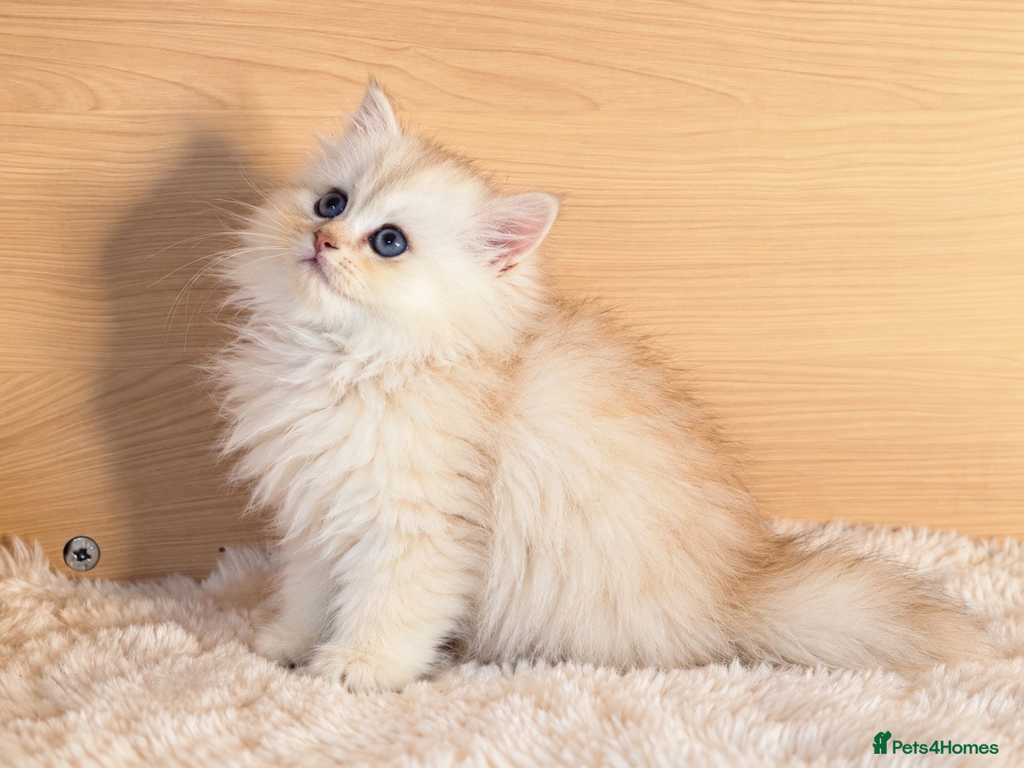 British Longhair cats BLH Golden Shaded Kittens Looking4 Forever Homes - Advert 14