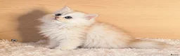 British Longhair cats for sale: BLH Golden Shaded Kittens Looking4 Forever Homes - Advert 7