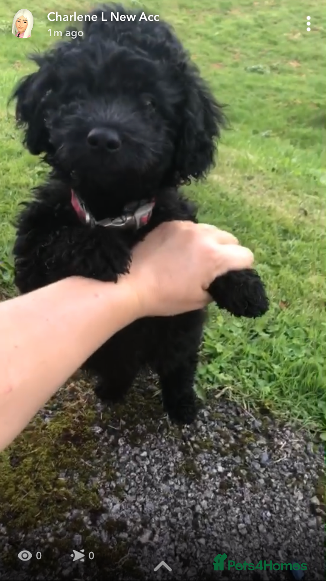Cockapoo dogs for sale: Lucky  - Image 5