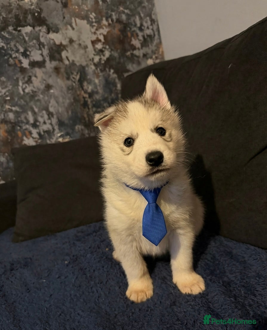 Siberian Husky dogs Siberian Huskies **ready in two weeks - Advert 5