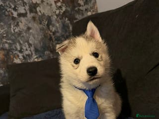 Siberian Husky dogs Siberian Huskies **ready in two weeks - Advert 5