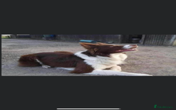 Border Collie dogs for sale: Border collie puppies  - Image 12