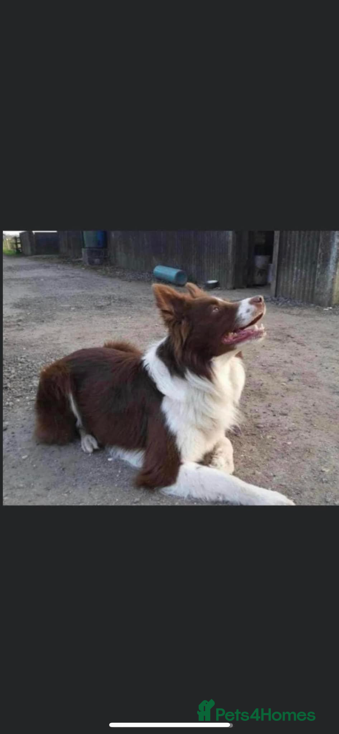 Border Collie dogs for sale: Border collie puppies  - Image 12