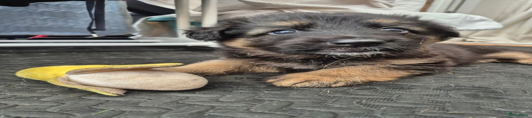 German Shepherd Puppy 1