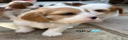 Cavapoochon dogs for sale: Beautiful Cavapoochon puppies - Advert 5
