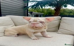 French Bulldog dogs for sale: French bull dog male  - Image 1