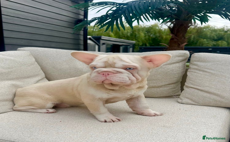 French Bulldog dogs - Advert 12