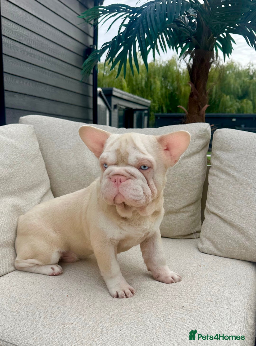 French Bulldog dogs for sale: French bull dog male  - Image 1