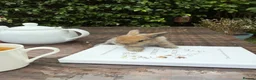 Mini Lop rabbits for sale: 7 Beautiful Mini Lop Bunnies - Advert 6