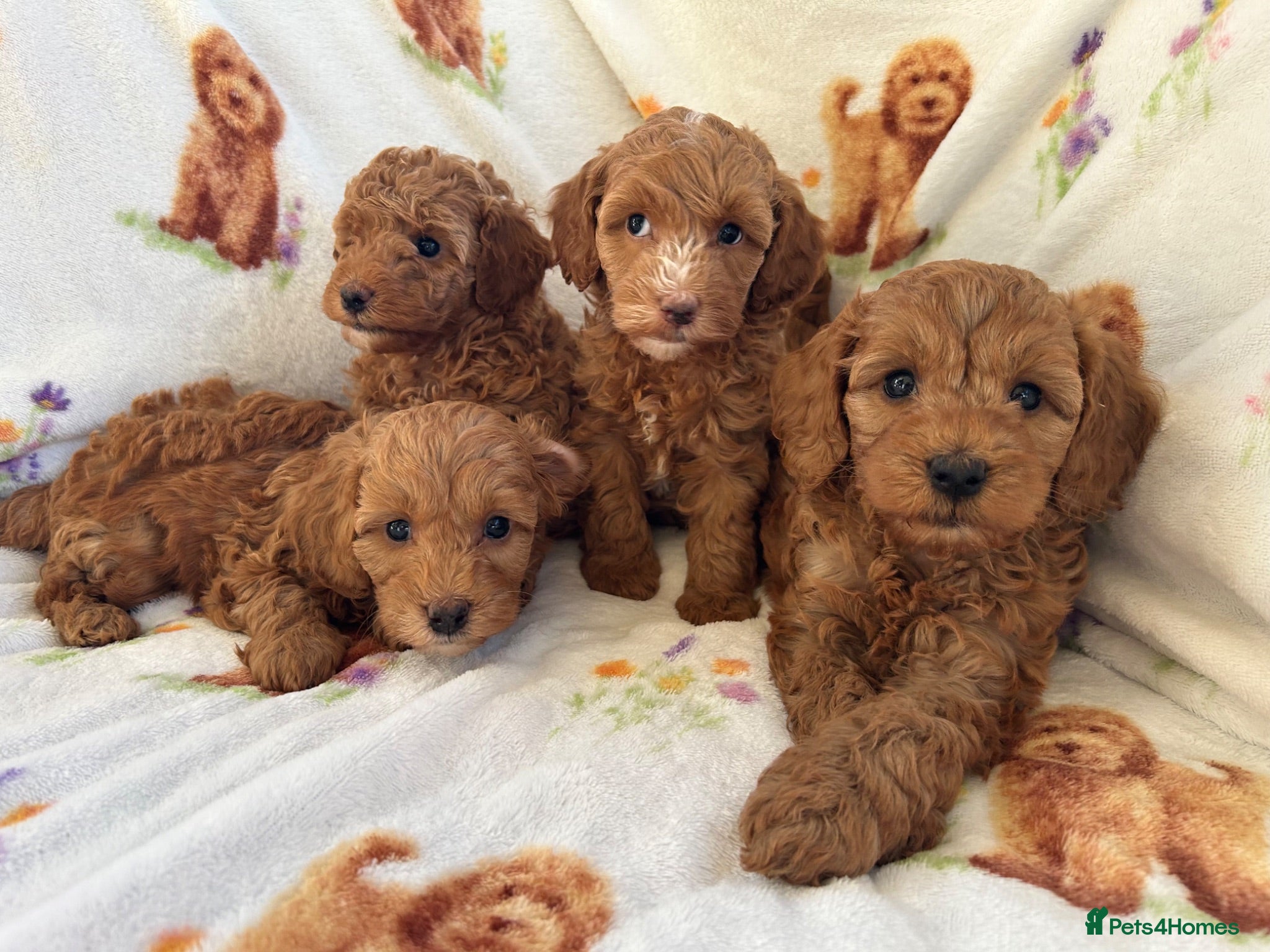 Cavapoo dogs Red toy cavapoo  - Advert 6