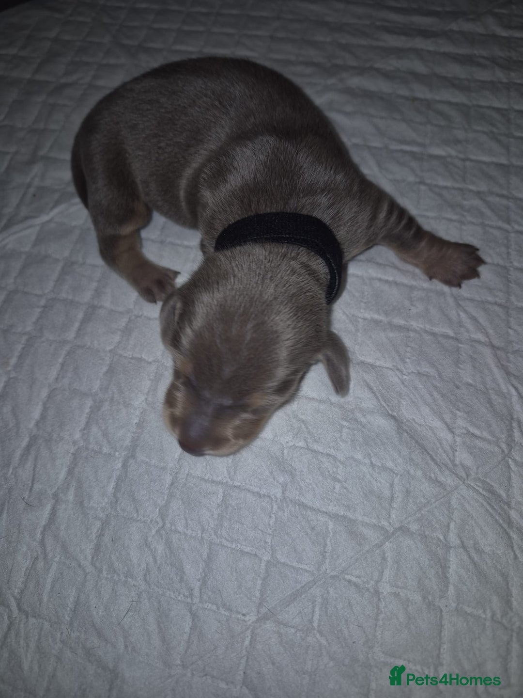 Dachshund dogs for sale: Dachshund  - Advert 10