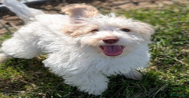 Cockapoo dogs in Rugby - Advert 4