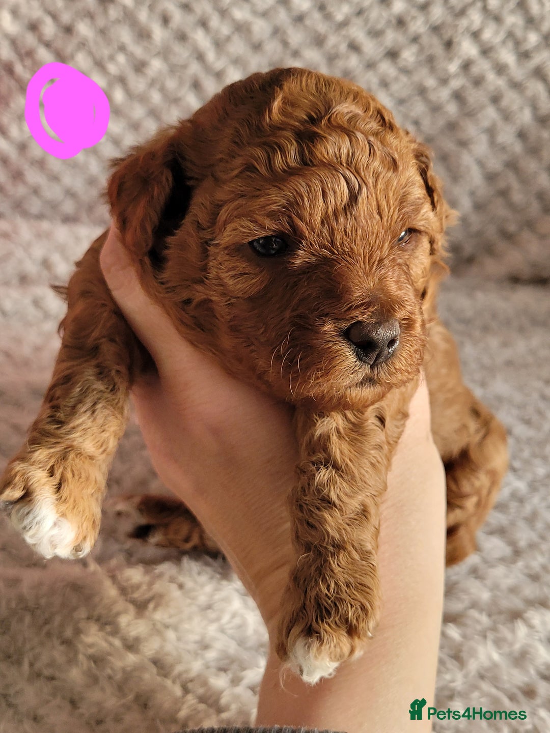 Cavapoo dogs for sale: Adorable mini Cavapoo puppies F1bb - Advert 16