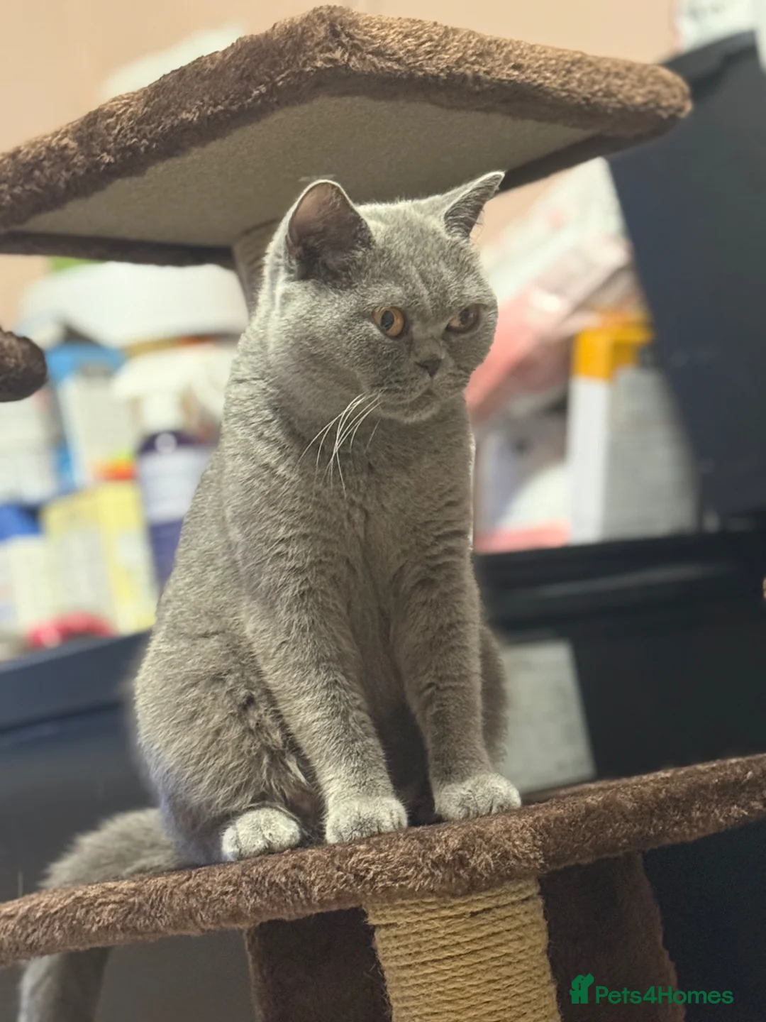 British Shorthair cats for sale: Lilac female BSH  - Advert 2