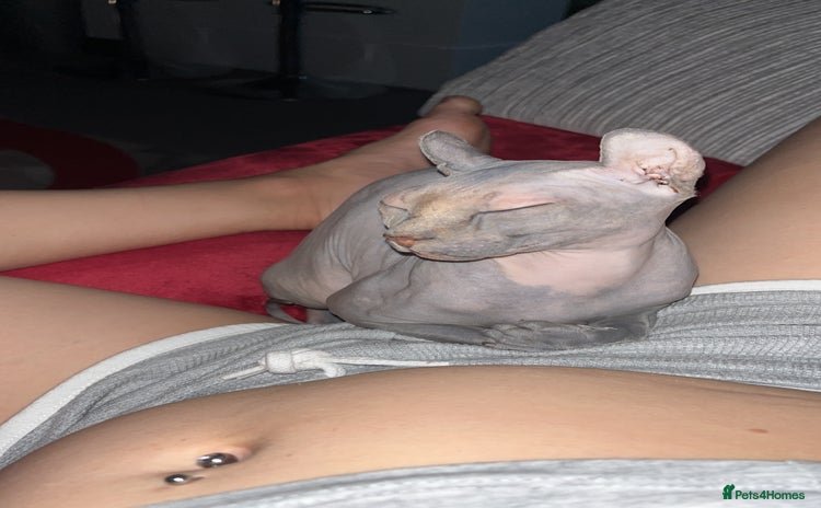 Sphynx cats - Advert 6