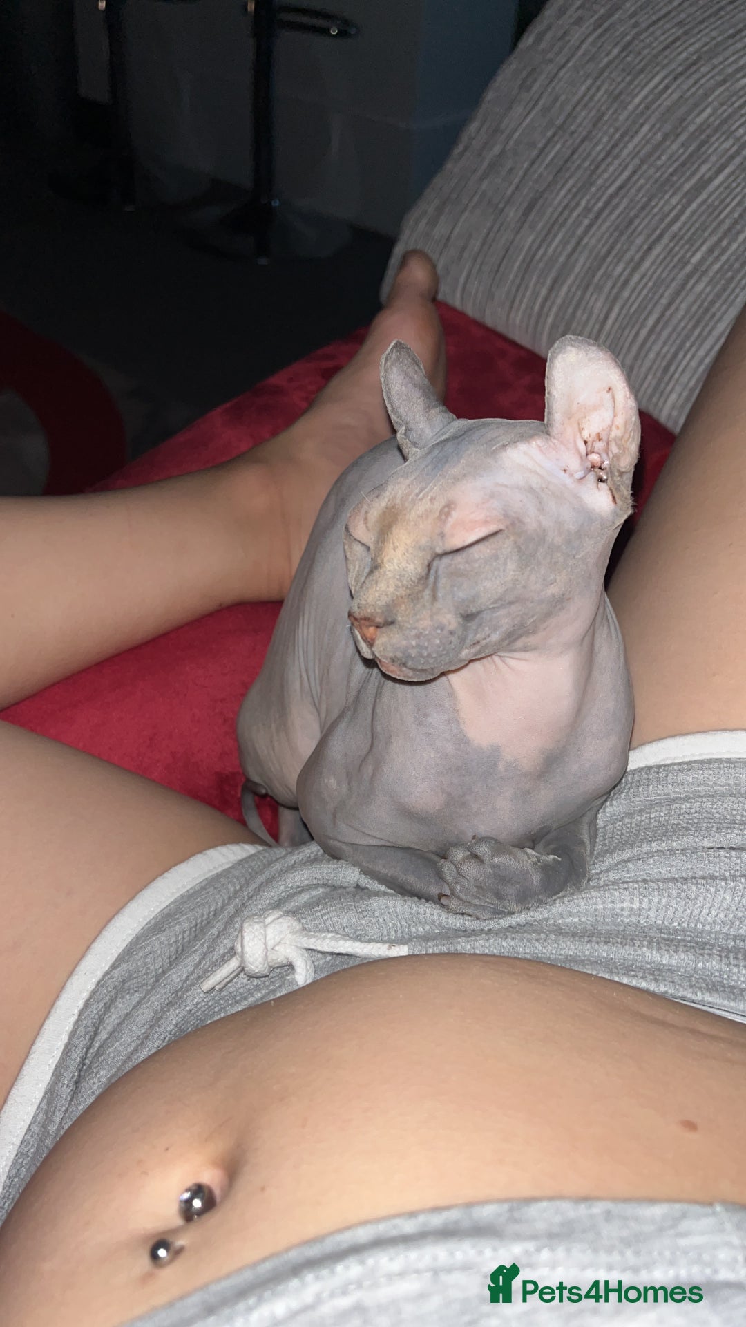 Sphynx cats for sale: Lavender cream tortie elf girl  - Image 1