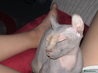 Sphynx cats - Advert 8