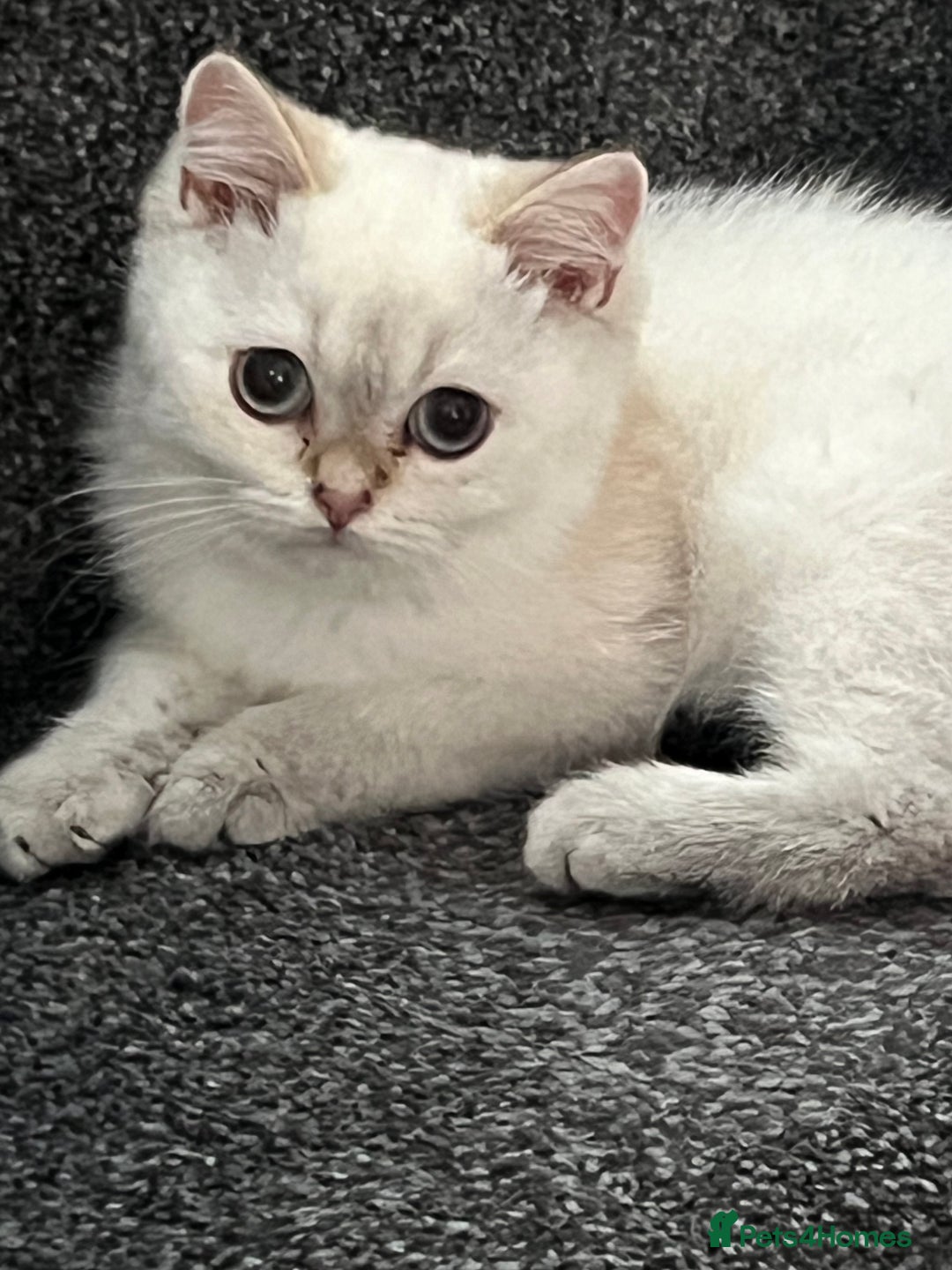 British Shorthair cats for sale: Beautiful golden white British short hair  - Image 14