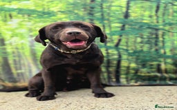 Cockerdor dogs for sale: F1 cockerdor puppies , cocker x labrador  - Image 4