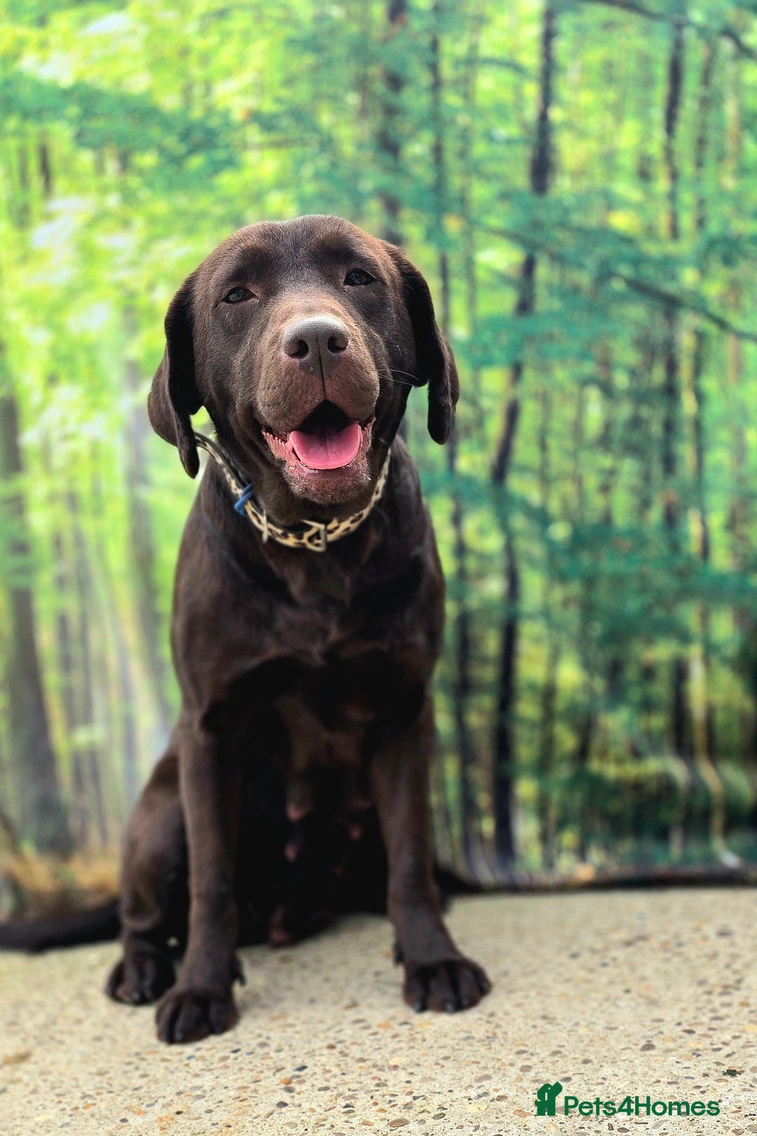 Cockerdor dogs for sale: F1 cockerdor puppies , cocker x labrador  - Image 4