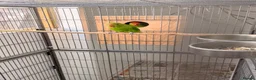 Lovebirds birds for sale: Abyssinian lovebirds  - Advert 3