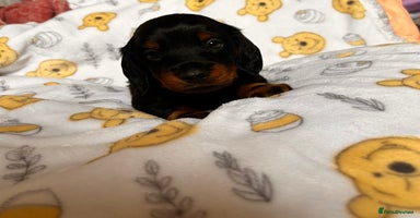 Miniature Dachshund dogs - Advert 15