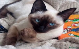 Siamese cats for sale: Human Toilet Trained! Exquisite Siamese Kittens - Image 16