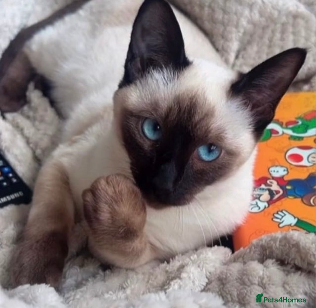 Siamese cats for sale: Human Toilet Trained! Exquisite Siamese Kittens - Image 16