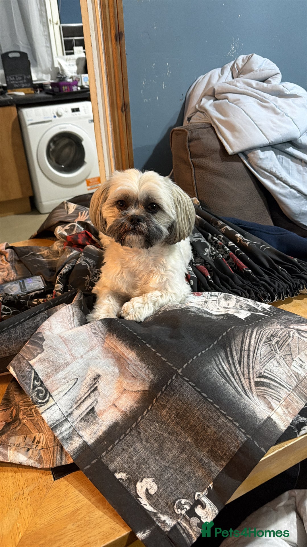 Shih Tzu dogs for sale: Shih tzu - Advert 4
