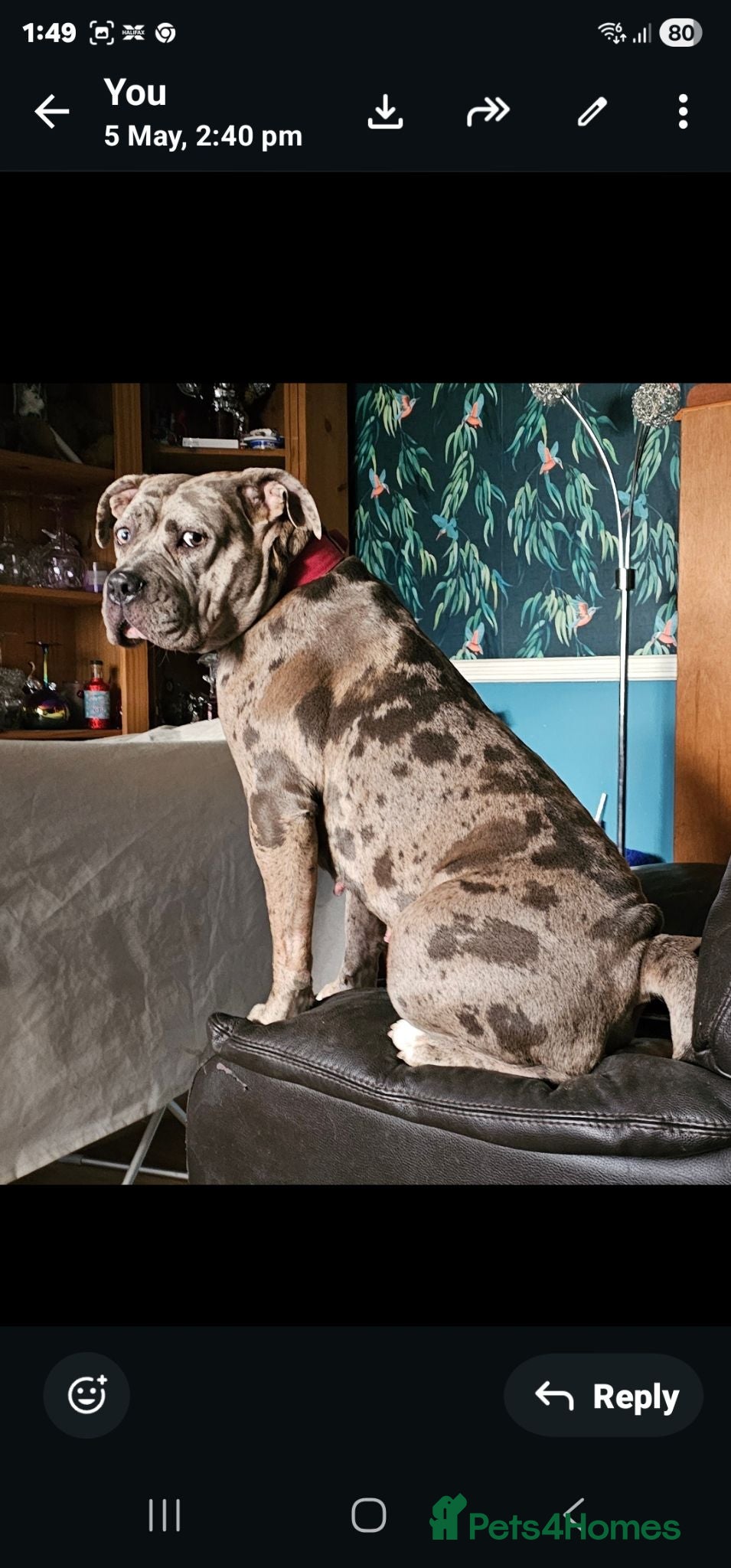 Mixed Breed dogs 2 gorgeous blue eyed boys .cane corso x great dane - Advert 1