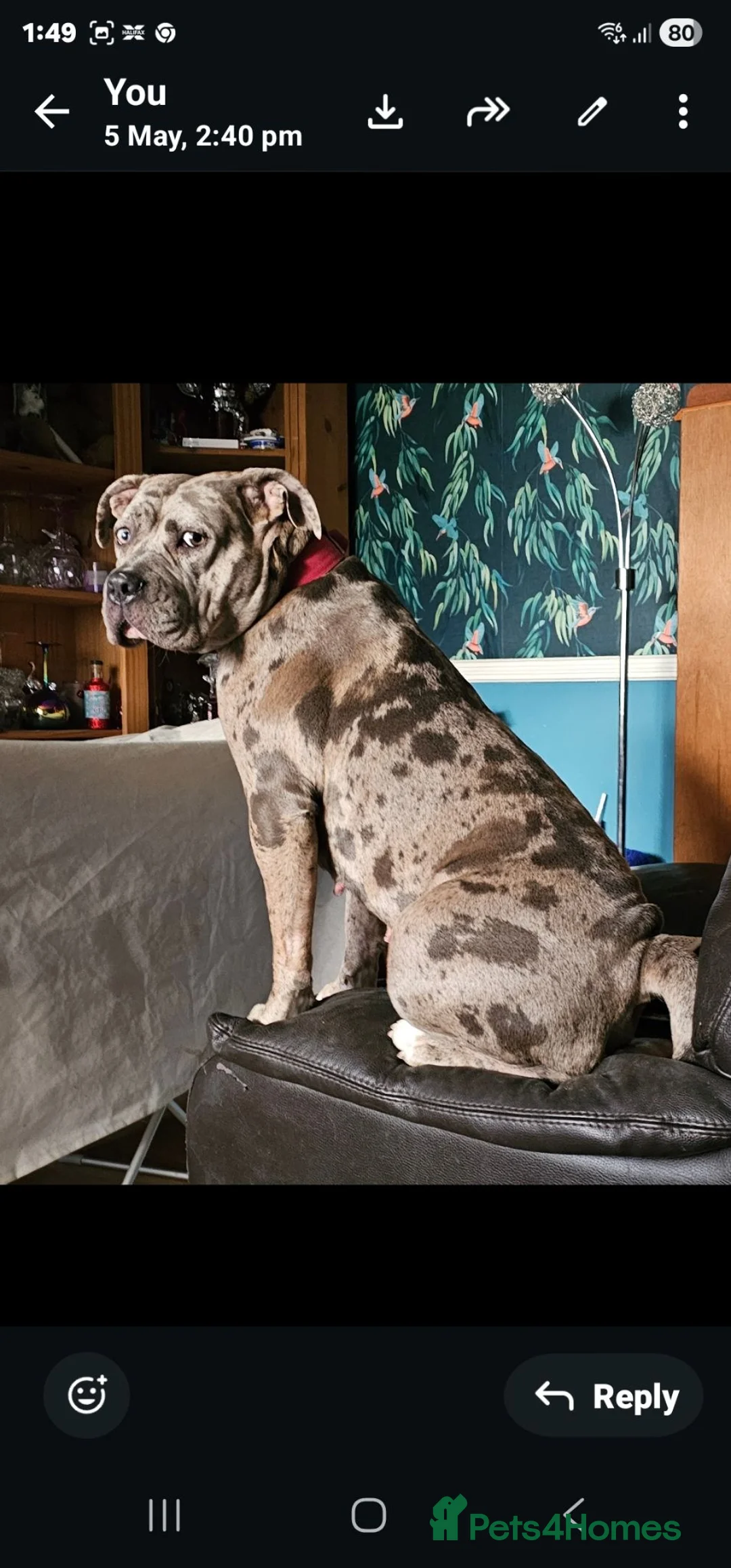 Mixed Breed dogs for sale: 2 gorgeous blue eyed boys .cane corso x great dane - Advert 1