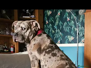 Mixed Breed dogs 2 gorgeous blue eyed boys .cane corso x great dane - Advert 1