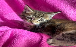 Maine Coon cats for sale: Beautiful Maine Coon Cross Kittens  - Image 21