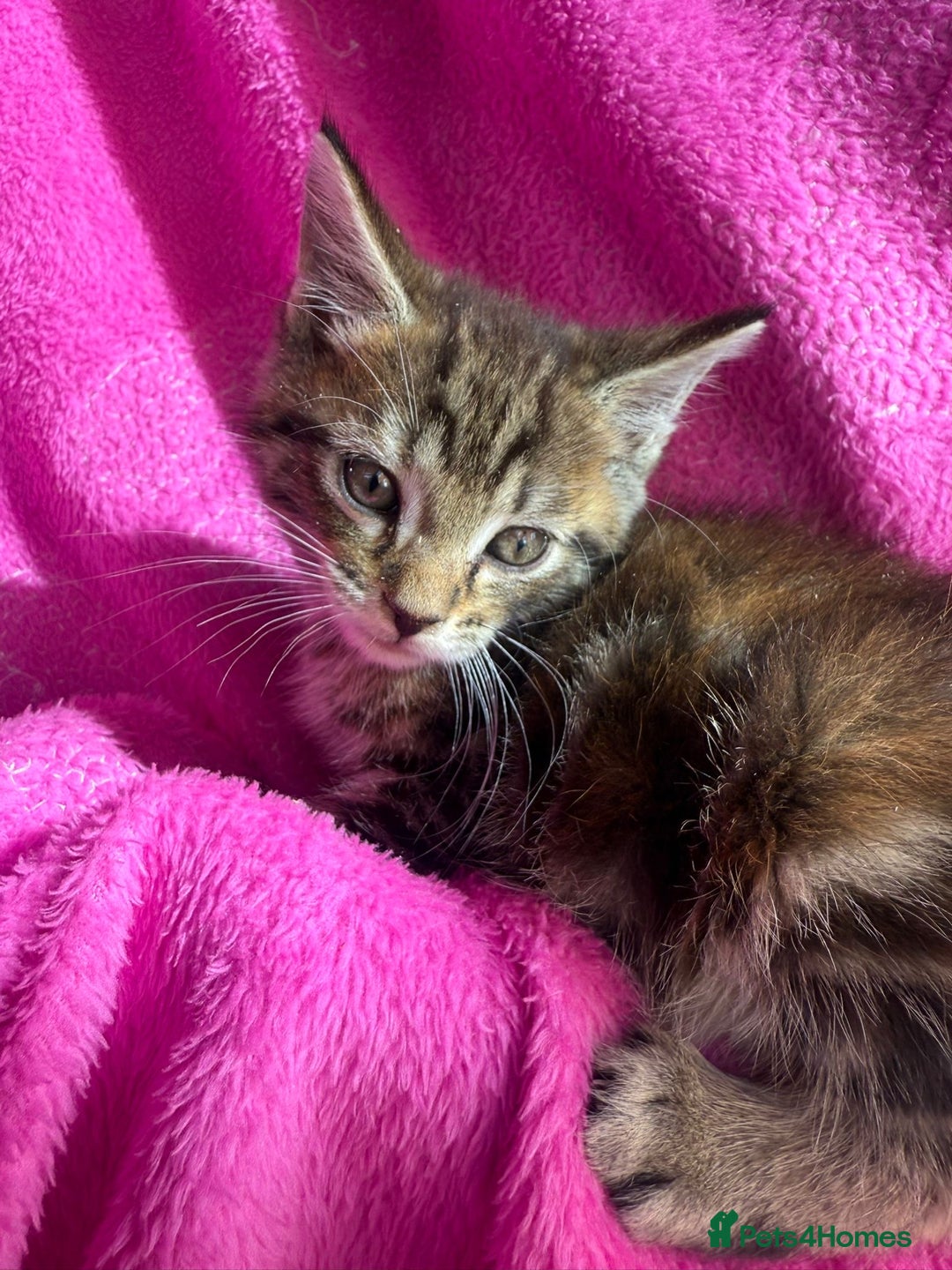 Maine Coon cats for sale: Beautiful Maine Coon Cross Kittens  - Image 21