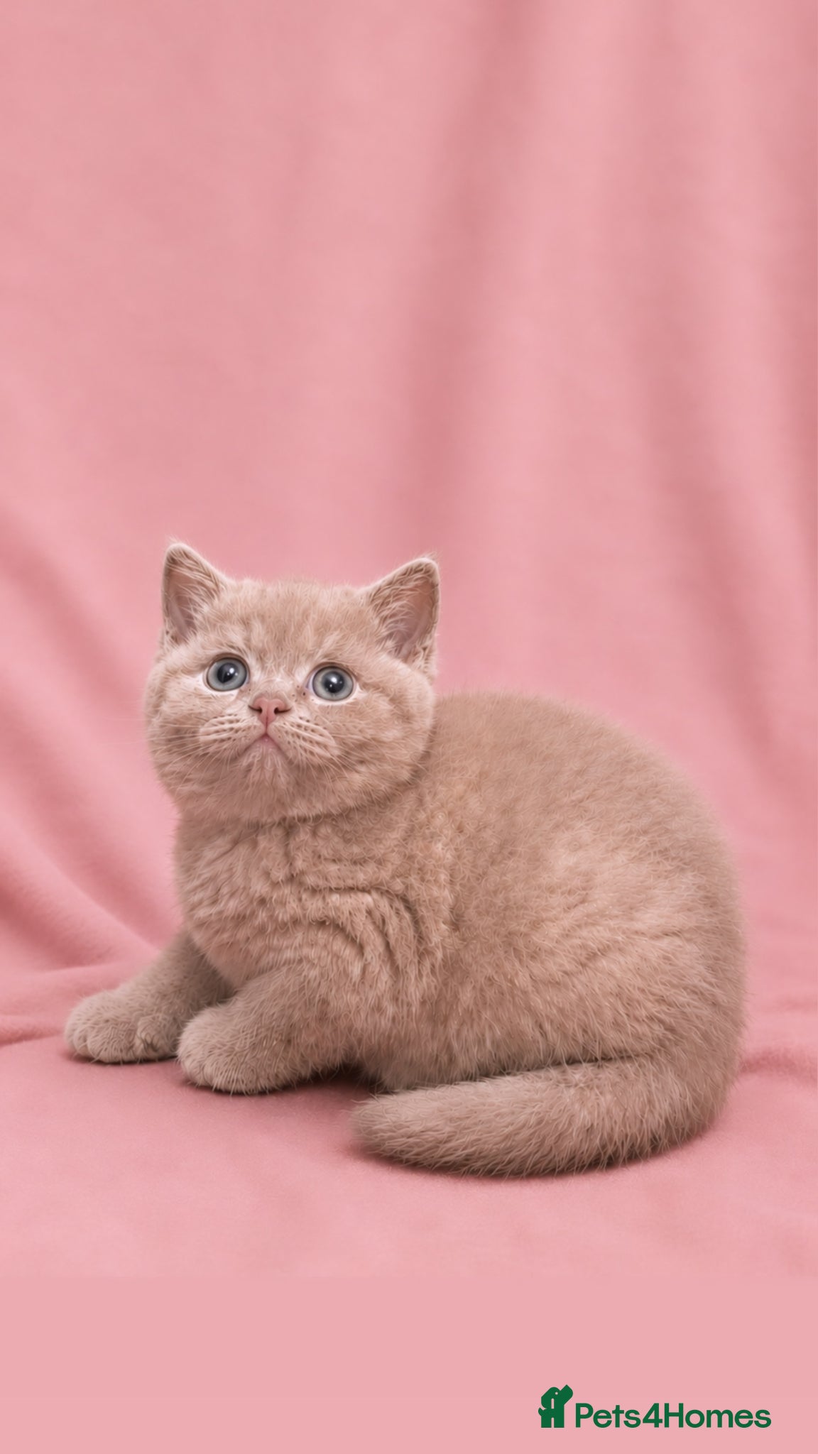 British Shorthair cats Stunning British Short Hair Kittens  - Advert 16