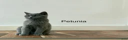 British Shorthair cats for sale: 👑🏆GCCF Registered British Shorthair Kittens🏆👑 - Advert 9