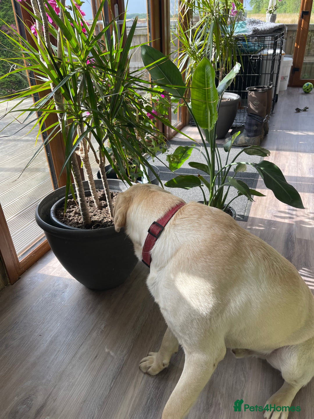 Labrador Retriever dogs for sale: A very gorgeous yellow therapy dog  - Image 9