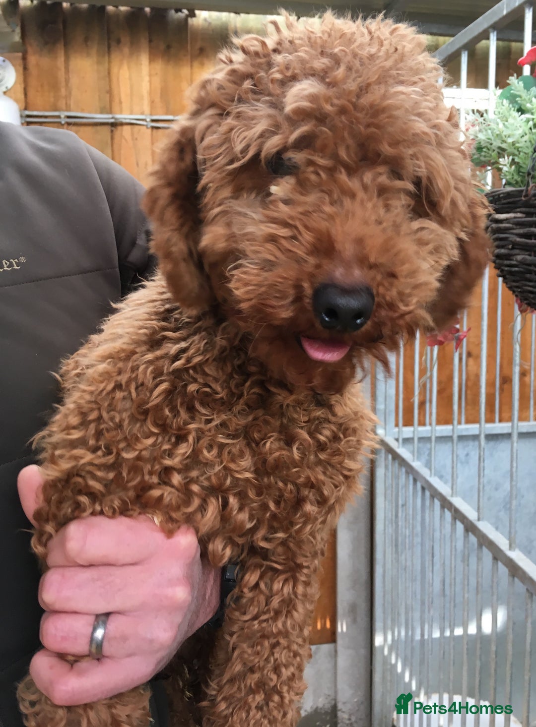 Miniature Poodle dogs for stud: Red miniature stud in Ashbourne - Advert 2