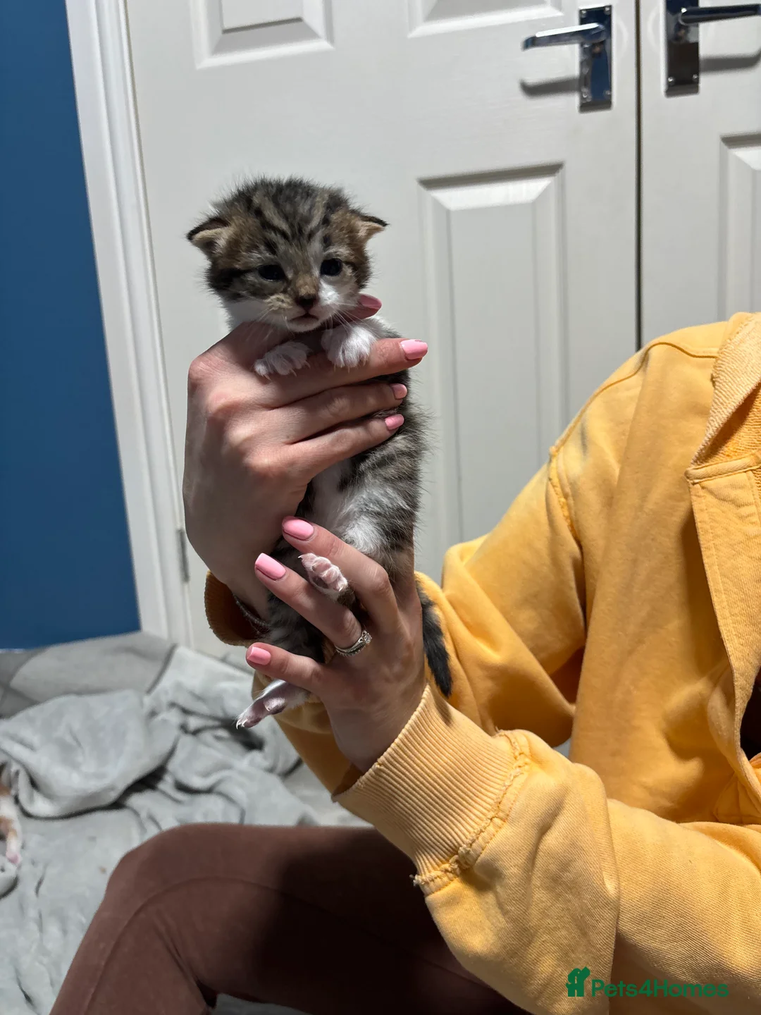 Mixed Breed cats for sale: Mixed breed kittens  - Advert 4