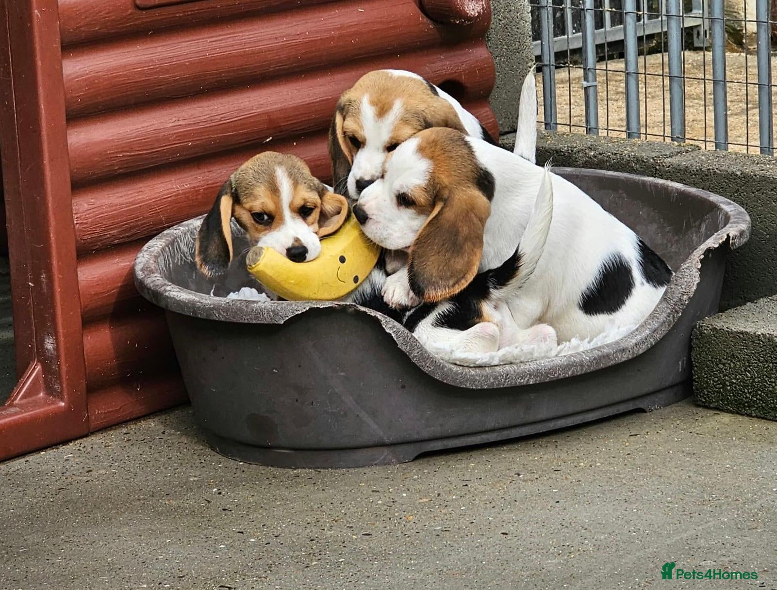 Beagle dogs Stunning Litter of KC Registered Beagle Pups  - Advert 1