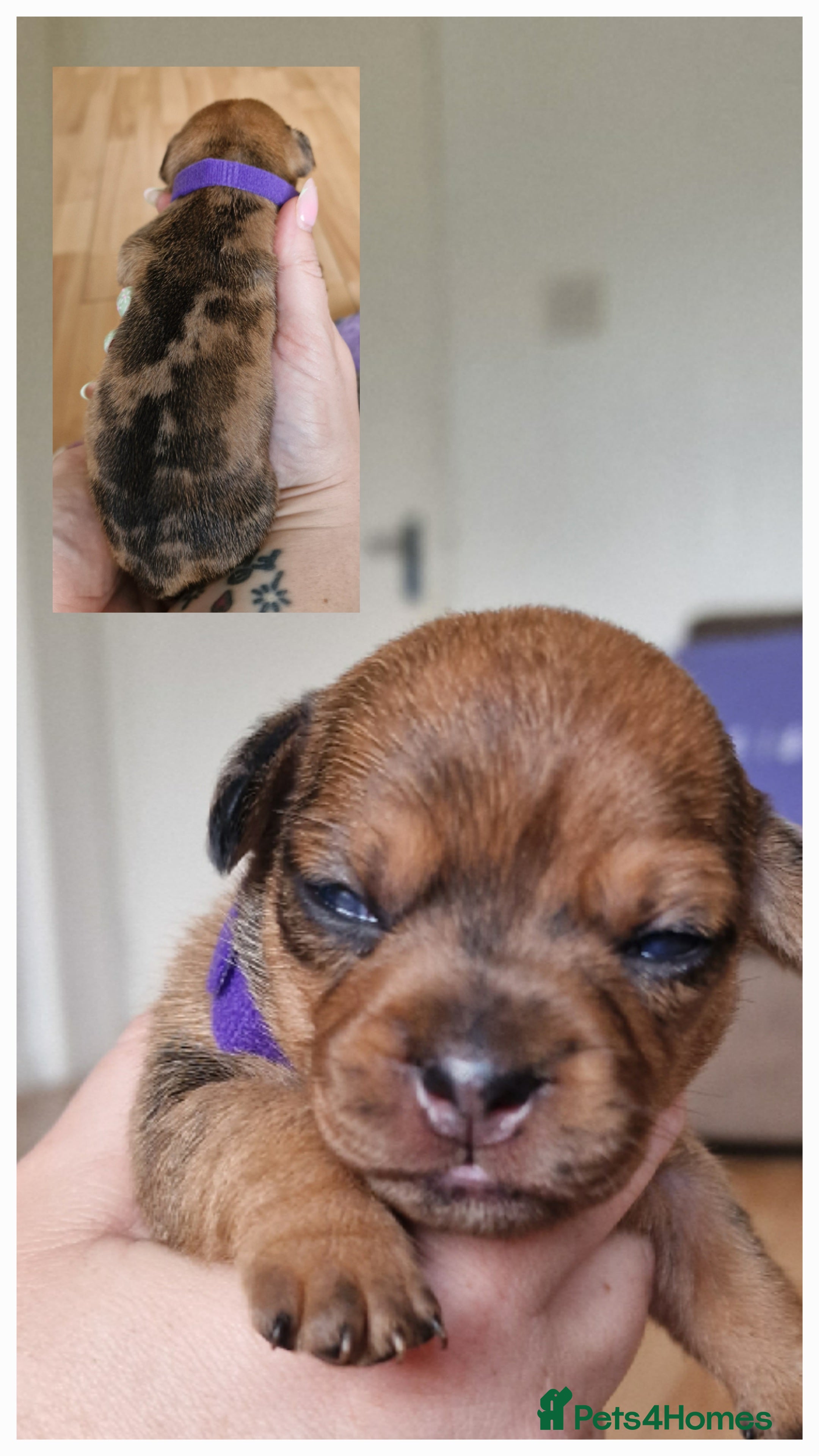 Mixed Breed dogs for sale: French Bulldog x Miniature Dachshund Puppies - Advert 11