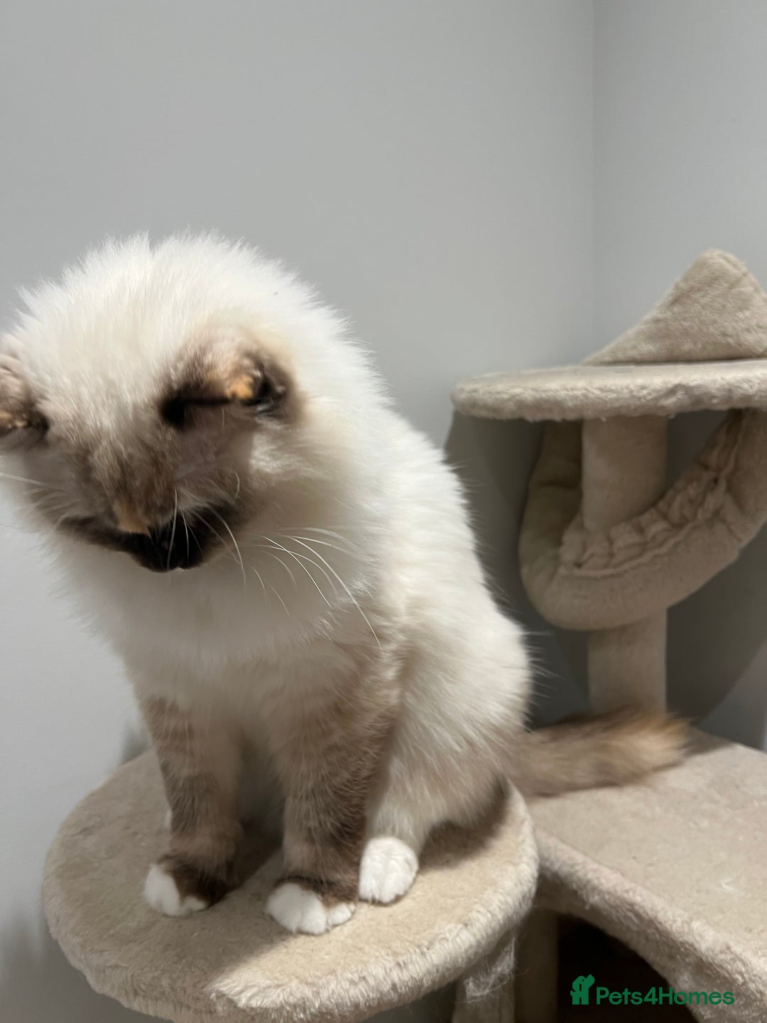 Ragdoll cats for sale: Gorgeous Blue Point Ragdoll girl - Advert 5