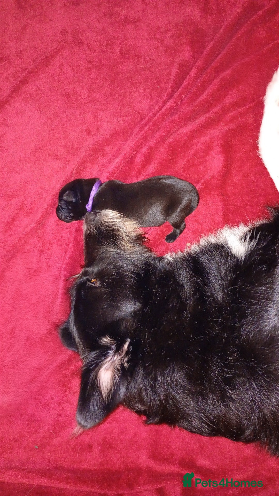 Mixed Breed dogs for sale: 3 silver 1 black white female lab puppies  - Advert 2